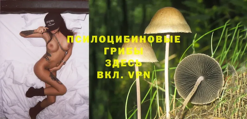 Галлюциногенные грибы Psilocybe  что такое наркотик  KRAKEN как зайти  Дудинка 